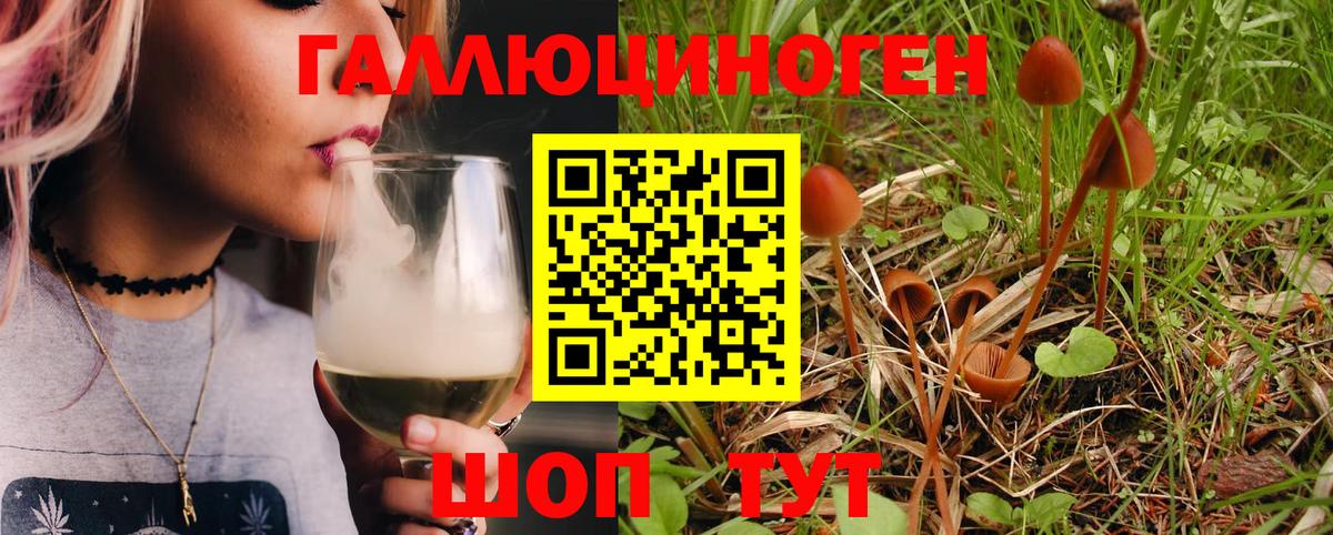 Псилоцибиновые грибы Psilocybine cubensis Полысаево